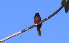 Trogon curucui