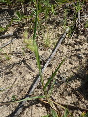 Cenchrus longispinus