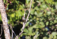 Picumnus albosquamatus