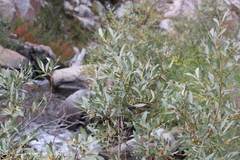 Salix orestera