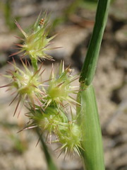 Cenchrus longispinus