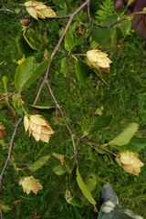 Ostrya virginiana image