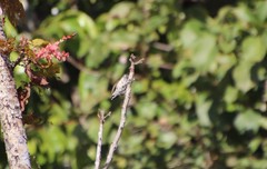 Picumnus albosquamatus