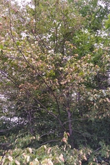 Ostrya virginiana image