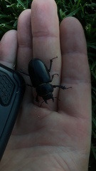 Lucanus mazama