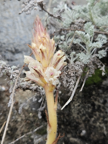Image of Orobanche artemisiae by (c) Alessia Guggisberg, some rights reserved (CC BY-SA)
