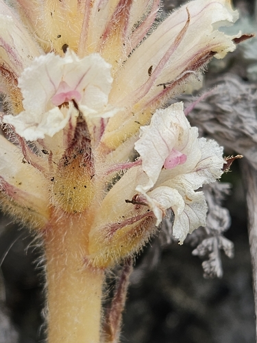 Image of Orobanche artemisiae by (c) Alessia Guggisberg, some rights reserved (CC BY-SA)