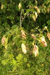Ostrya virginiana image