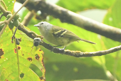 Rufous-rumped Antwren (Euchrepomis callinota), photo 4