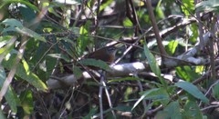 Cantorchilus leucotis