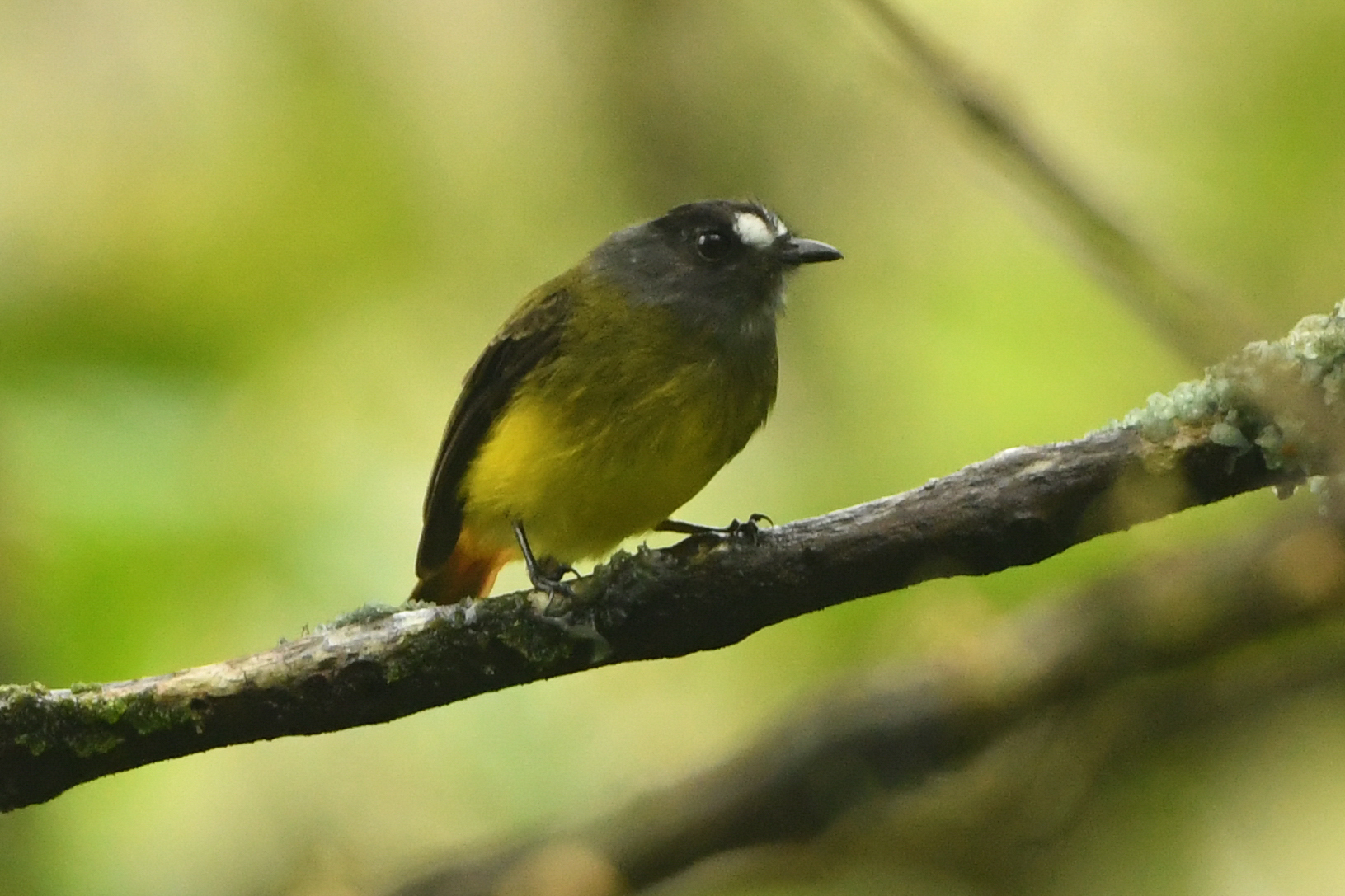 Ornate Flycatcher (Myiotriccus ornatus), photo 10