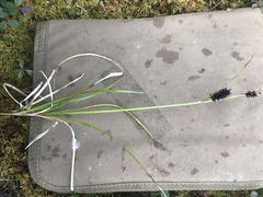 Carex membranacea