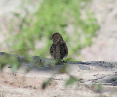 Passer domesticus