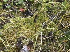 Carex membranacea