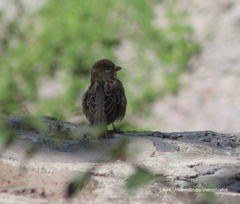Passer domesticus