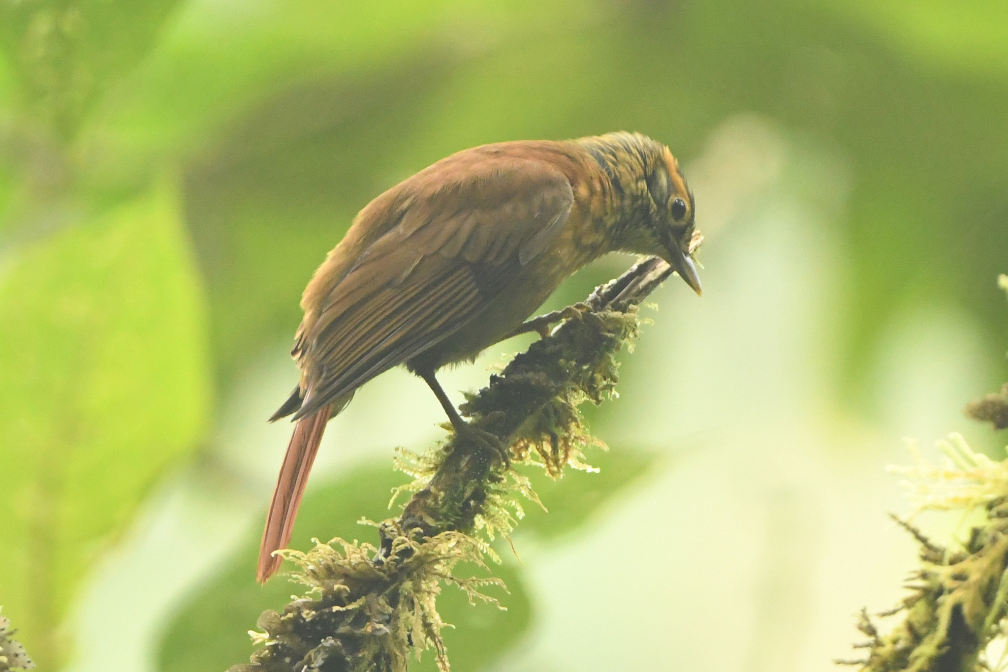 Scaly-throated Foliage-gleaner (Anabacerthia variegaticeps), photo 1
