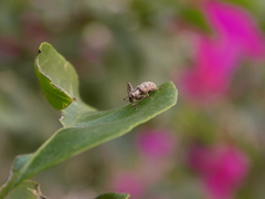 Insecta