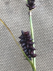 Carex membranacea