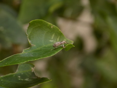 Insecta