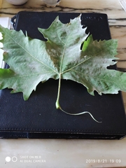 Platanus × hispanica