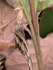 Eryphanis automedon novicia