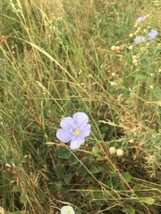 Linum pratense