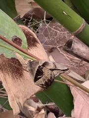 Eryphanis automedon novicia