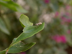 Insecta