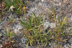 Raillardella scaposa