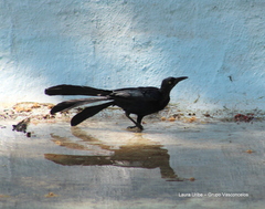 Quiscalus mexicanus