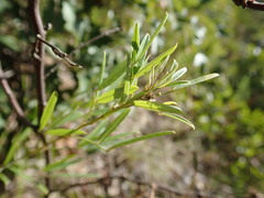 Lespedeza angustifolia