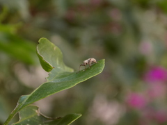 Insecta