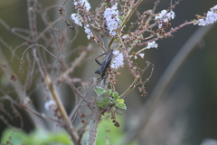 Elasmopoda valga