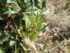Lespedeza angustifolia