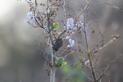 Elasmopoda valga