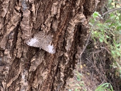 Hamadryas amphichloe