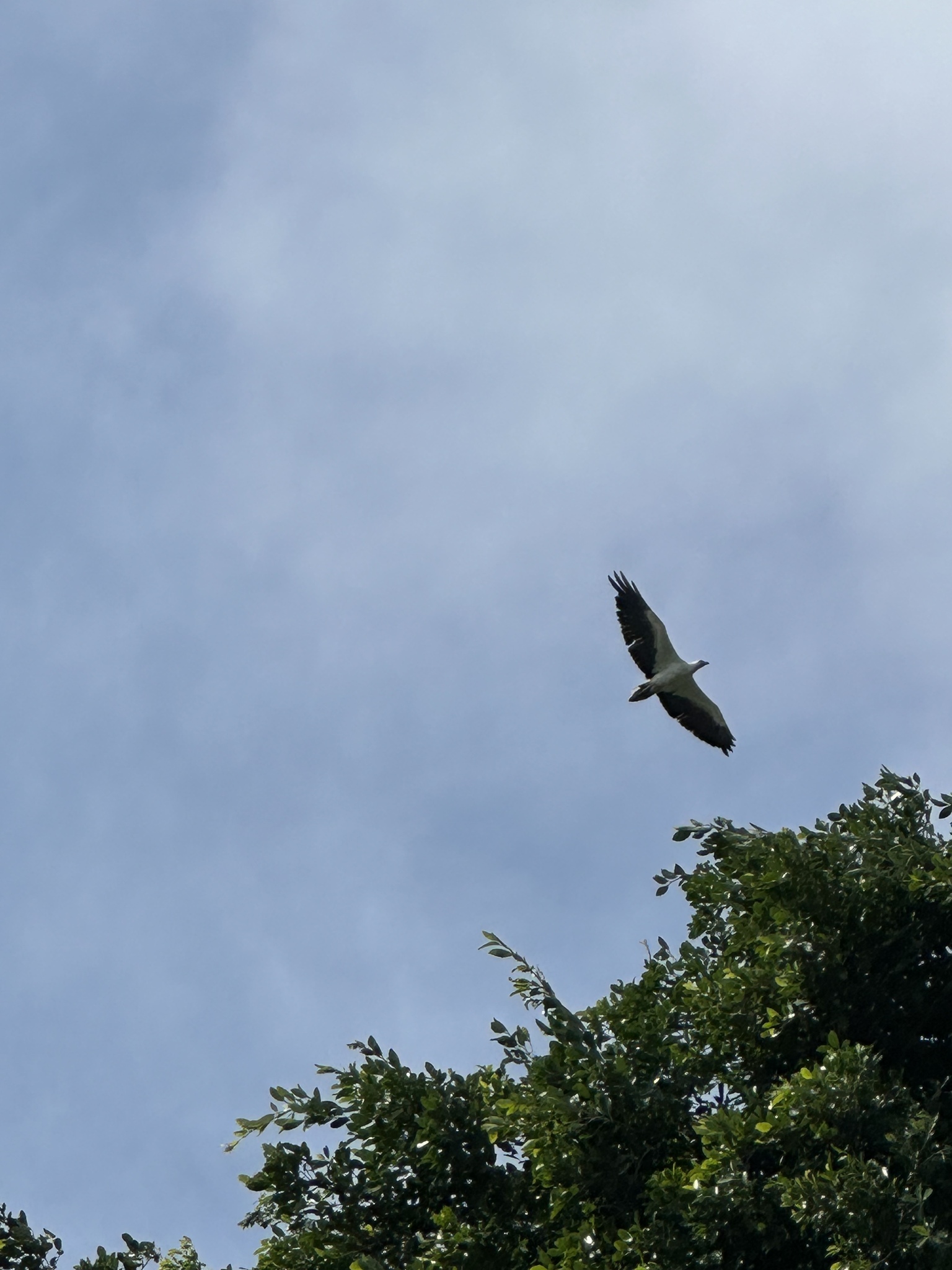 White-bellied Sea Eagle