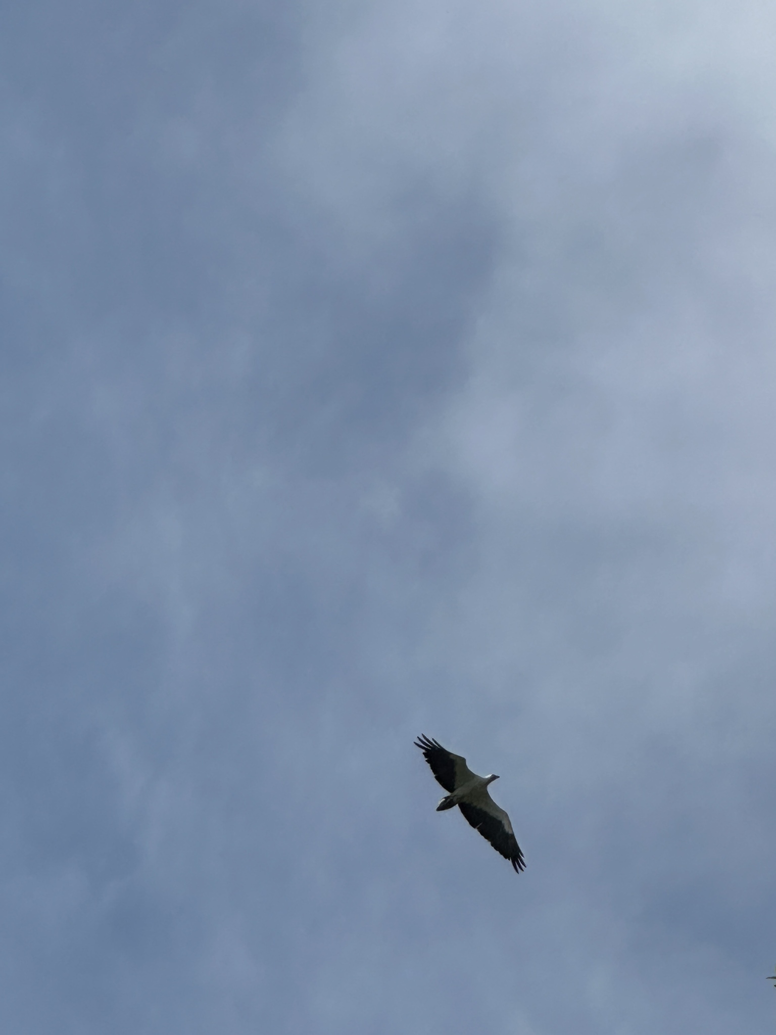 White-bellied Sea Eagle