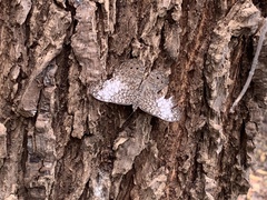 Hamadryas amphichloe