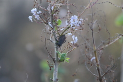 Elasmopoda valga