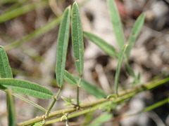 Lespedeza angustifolia