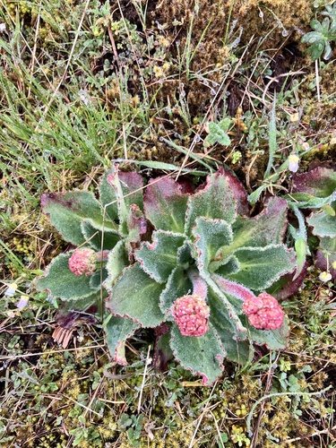 Saddle Mountain Saxifrage (Micranthes hitchcockiana)