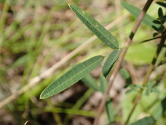 Lespedeza angustifolia