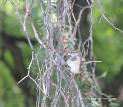 Passer domesticus