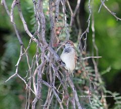 Passer domesticus
