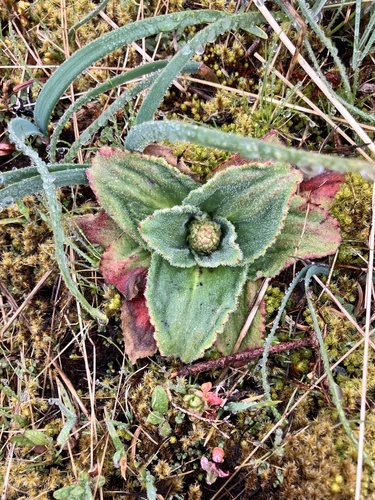 Image of Micranthes hitchcockiana by (c) Lee Cain, some rights reserved (CC BY)
