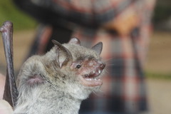 Myotis occultus