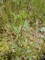 Lespedeza angustifolia