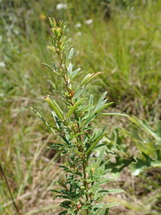 Lespedeza angustifolia