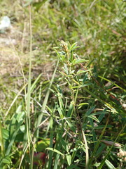 Lespedeza angustifolia